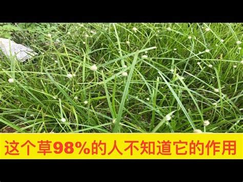 釘地蜈蚣禁忌|「蜈蚣草」助消腫、降脂肪肝！蜈蚣草是什麼？怎麼。